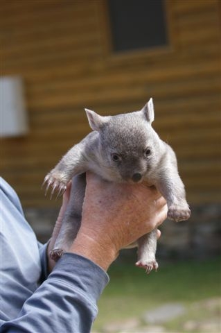 Common Wombat Joey. Photo Courtesy: Wayne White