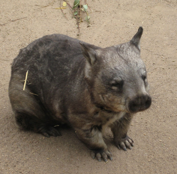 Southern Hairy-nosed Wombat - Photo Courtesy: Wayne White