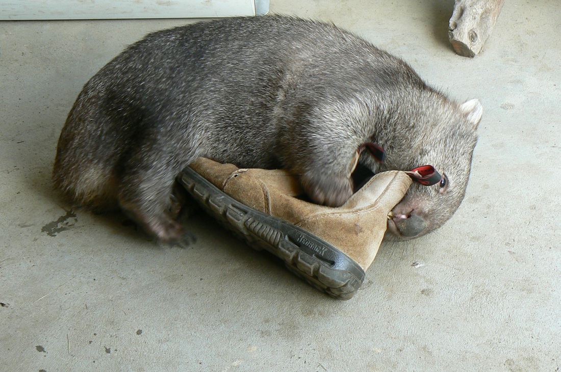 Common Wombat. Photo Copurtesy: Wayne White